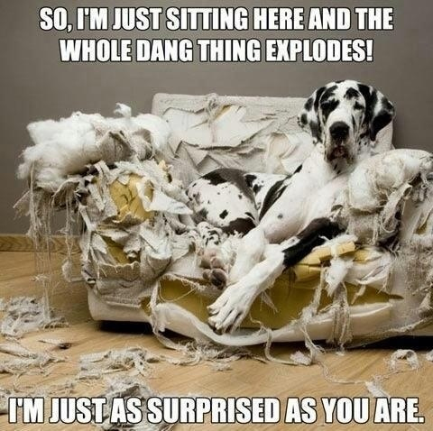funny-dog-meme-so-im-just-sitting-here-and-the-whole-dang-thing-explodes-im-just-as-surprised-as-you-are  | Yoga Digest