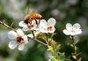 Manuka Honey, 3 Reasons to Make the Switch!