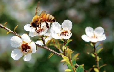 Manuka Honey, 3 Reasons to Make the Switch!