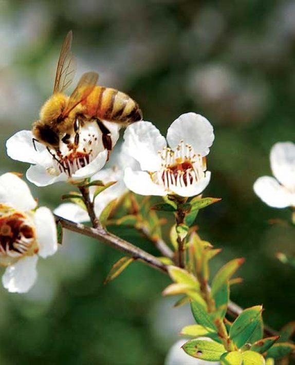 Manuka Honey, 3 Reasons to Make the Switch!