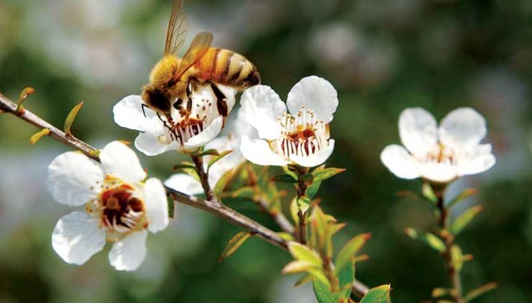 Manuka Honey, 3 Reasons to Make the Switch!