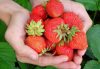 Stress, Struggle & Strawberries: Inquire Within