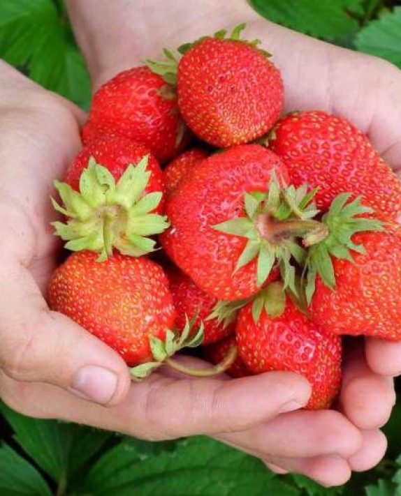 Stress, Struggle & Strawberries: Inquire Within