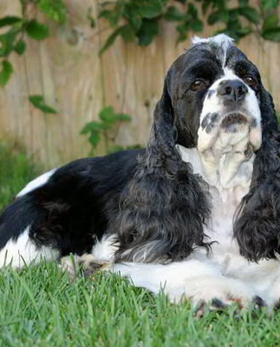 How Owning a Dog Can Improve Your Health