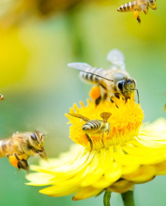 Awaken with Intention