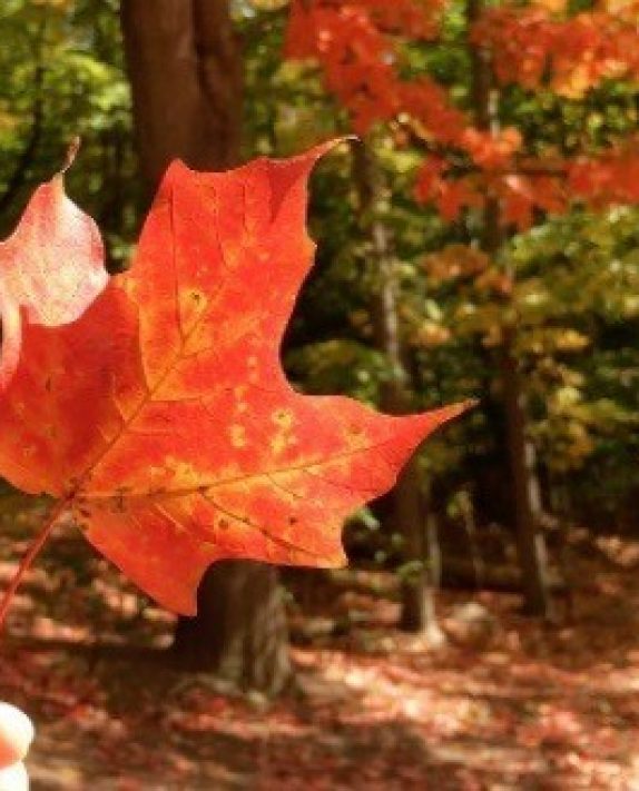 Fall Favorites!